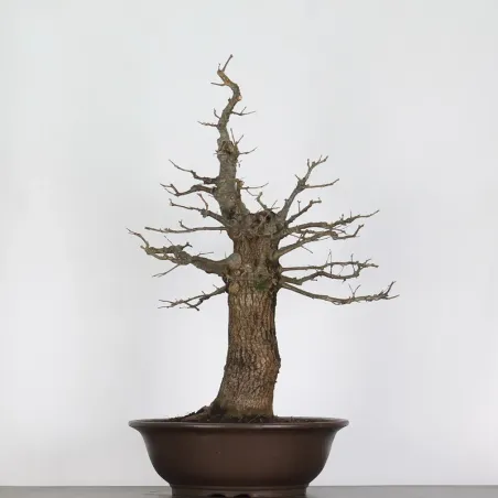 CHÊNE "QUERCUS CERRIS" 3-5