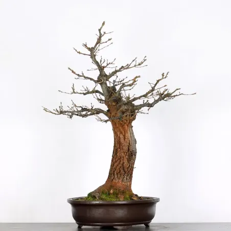 image supplémentaire - CHÊNE "QUERCUS CERRIS" 3-6