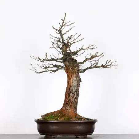 CHÊNE "QUERCUS CERRIS" 3-6