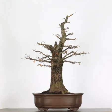 CHÊNE "QUERCUS CERRIS" 3-7