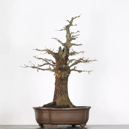 image supplémentaire - CHÊNE "QUERCUS CERRIS" 3-7