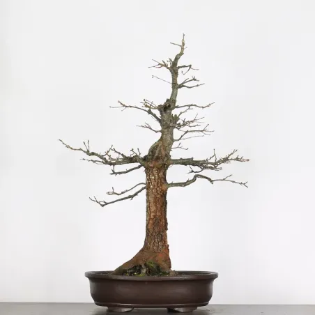 CHÊNE "QUERCUS CERRIS" 3-8
