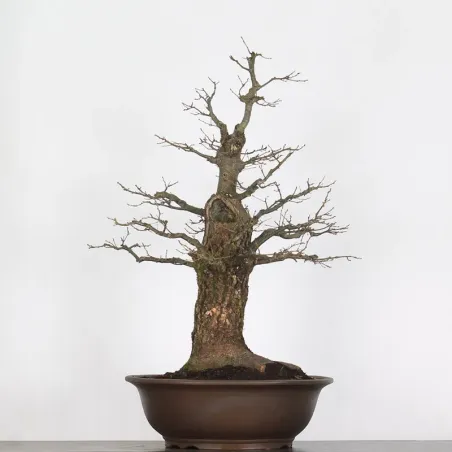 image supplémentaire - CHÊNE "QUERCUS CERRIS" 3-9