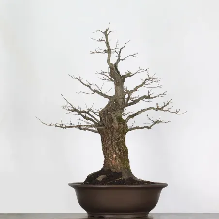 CHÊNE "QUERCUS CERRIS" 3-9