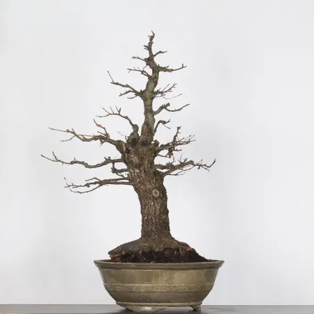image supplémentaire - CHÊNE "QUERCUS CERRIS" 3-10