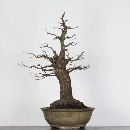 CHÊNE "QUERCUS CERRIS" 3-10