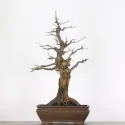 CHÊNE "QUERCUS CERRIS" 4-1