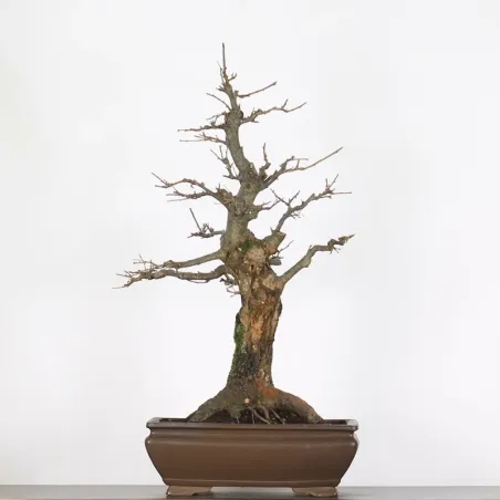 Bonsaï chêne pédonculé (Quercus Robur) CHR-4-1