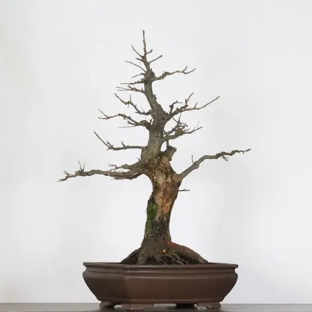 image supplémentaire - CHÊNE "QUERCUS CERRIS" 4-1