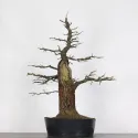CHÊNE "QUERCUS CERRIS" 4-2