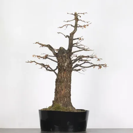 Bonsaï chêne pédonculé (Quercus Robur) CHR-4-3