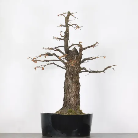 image supplémentaire - CHÊNE "QUERCUS CERRIS" 4-3