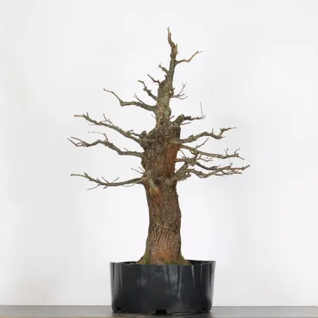 CHÊNE "QUERCUS CERRIS" 4-4