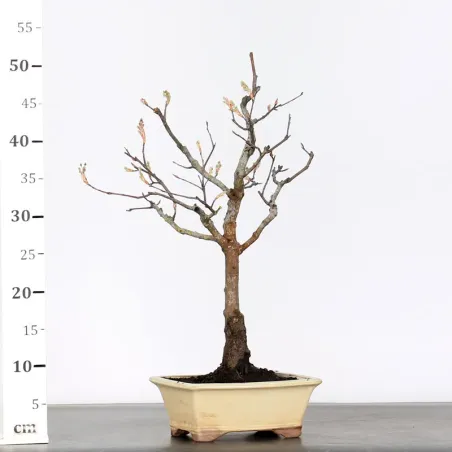 image supplémentaire - BONSAI AMELANCHIER 1-3