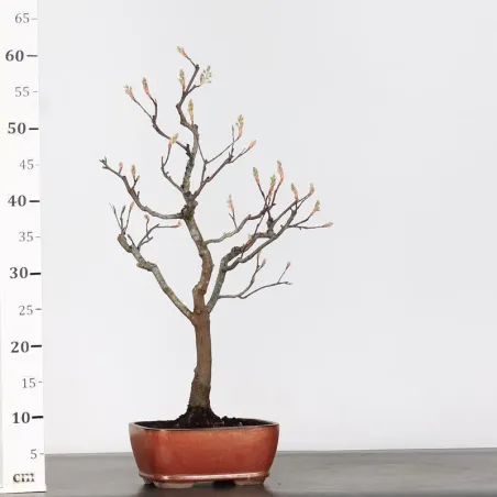 image supplémentaire - SAMEDANCHEER BONSAI 1-7