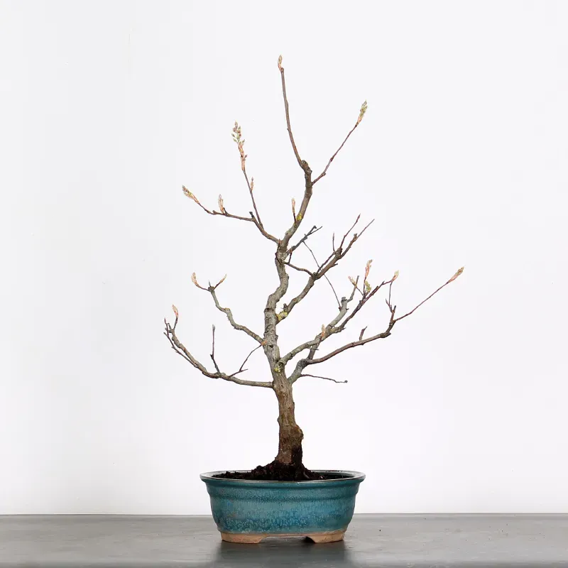 image supplémentaire - BONSAI AMELANCHIER 1-8