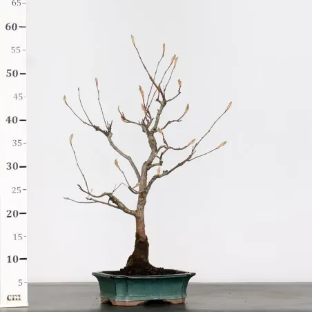 image supplémentaire - BONSAI AMELANCHIER 1-11