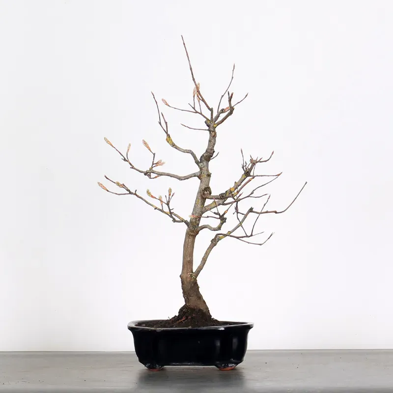 image supplémentaire - BONSAI AMELANCHIER 1-12
