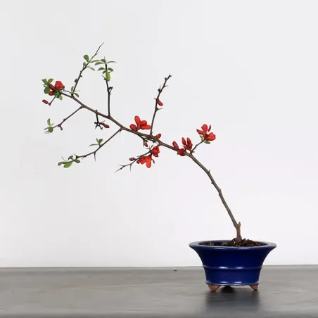 Bonsai Chaenomeles Japonica