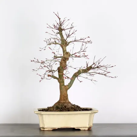 ACER DESHOJO 2-12