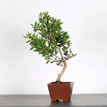 BONSAI CALLISTEMON 1-2