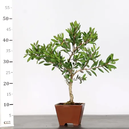 image supplémentaire - BONSAI CALLISTEMON 1-2