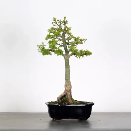 ACER SHISHIGASHIRA BONSAI 1-6