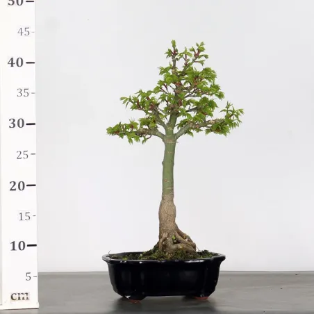 image supplémentaire - ACER SHISHIGASHIRA BONSAI 1-6