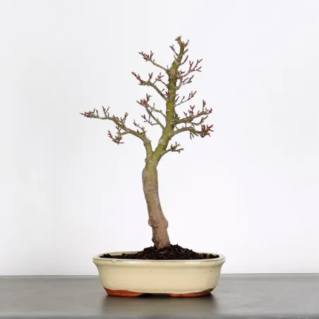 BONSAI ACER SHISHIGASHIRA 1-16