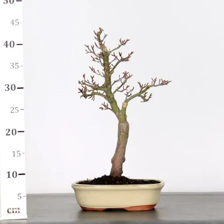 image supplémentaire - BONSAI ACER SHISHIGASHIRA 1-16