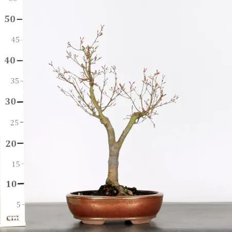 image supplémentaire - BONSAI MAPLE "ACER...