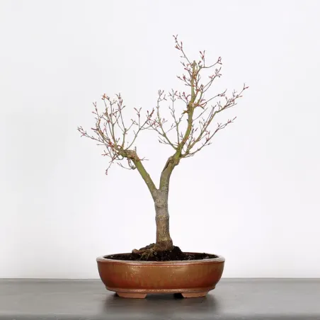 Bonsai Maple Butterfly ABU-1-1