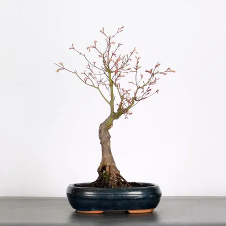 Bonsai Maple Butterfly ABU-1-2