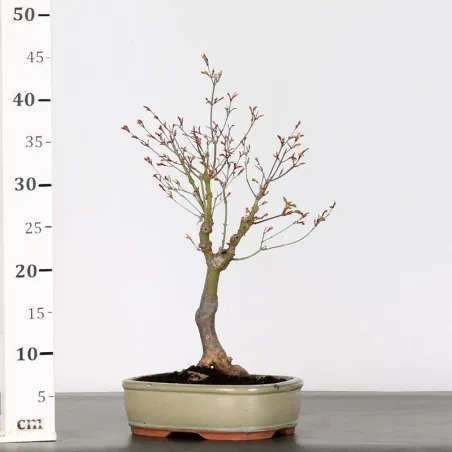 image supplémentaire - BONSAI MAPLE "ACER...
