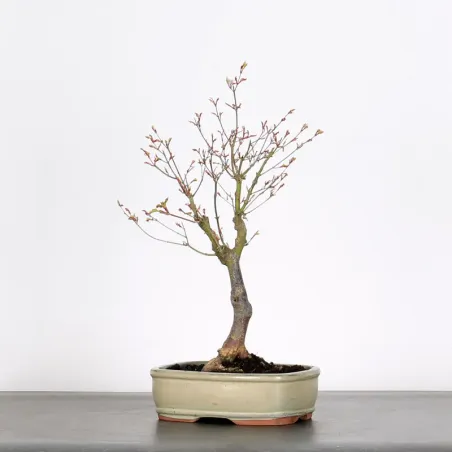 Bonsai Maple Butterfly ABU-1-3