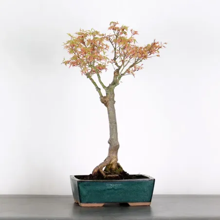 Bonsai Maple Butterfly ABU-1-4