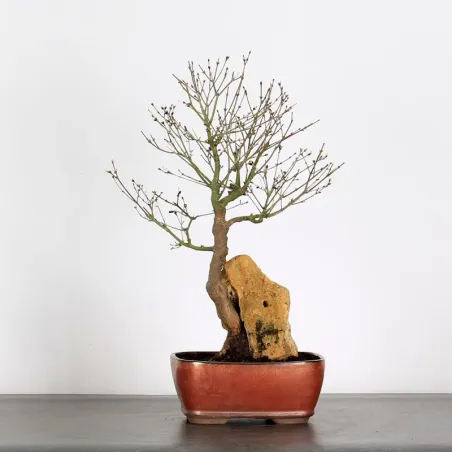 Bonsai Maple Butterfly ABU-1-5