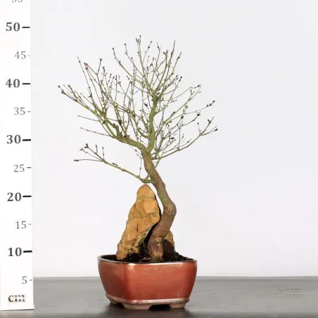 image supplémentaire - BONSAI MAPLE "ACER...
