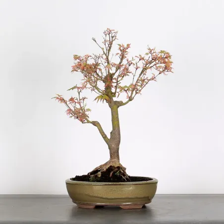 ÉRABLE DU JAPON "ACER BUTTERFLY" 1-7