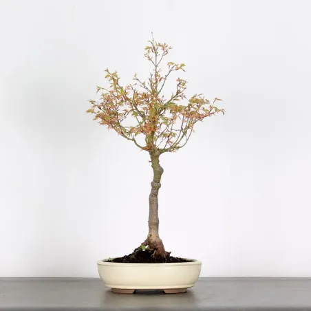 Bonsai Maple Butterfly ABU-1-8