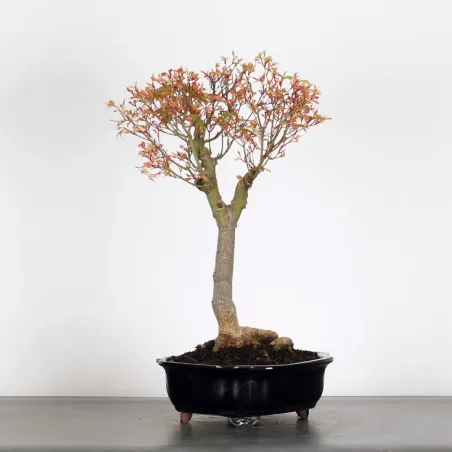 Bonsai Maple Butterfly ABU-1-9