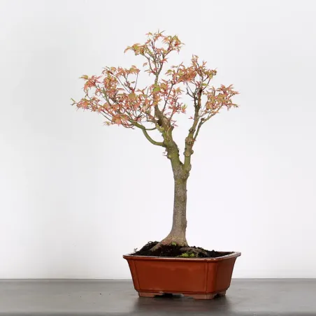 Bonsai Maple Butterfly ABU-1-10