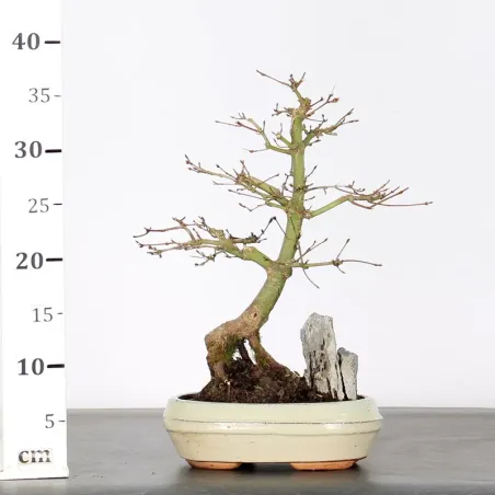 image supplémentaire - ERABLE DU JAPON "ACER...