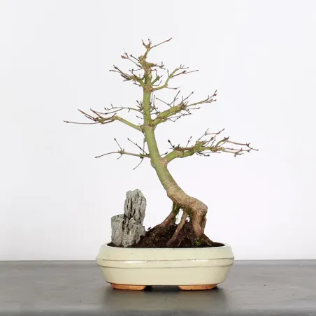 Bonsai Acer Palmatum AP-1-10