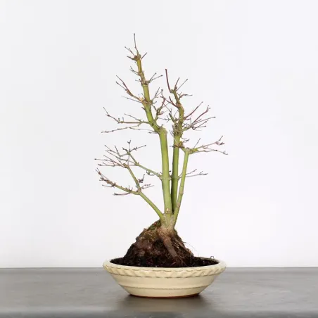 ACER PALMATUM AP 1-25