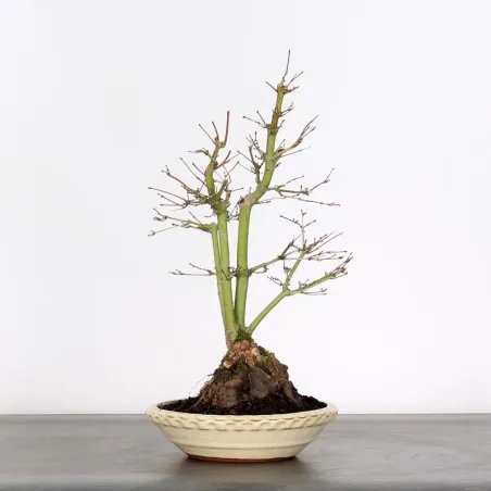 image supplémentaire - ACER PALMATUM AP 1-25