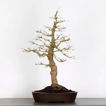 Bonsai Acer Palmatum AP-4-6