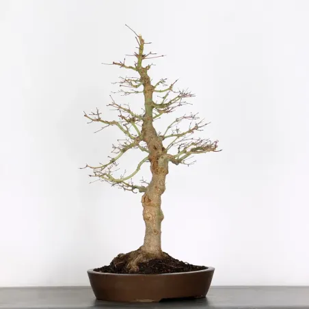 image supplémentaire - ERABLE DU JAPON "ACER...