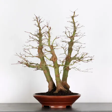 image supplémentaire - ACER PALMATUM AP-5-4
