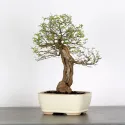BONSAI CELTIS MICOCOULIER 1-1
